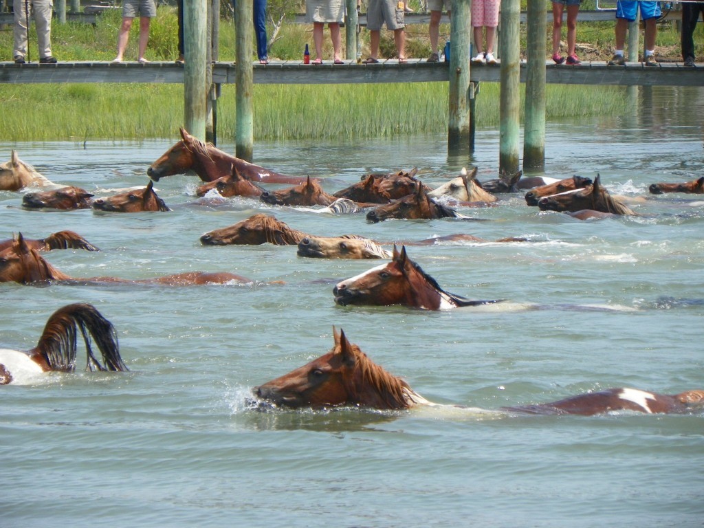 Chincoteague ponies