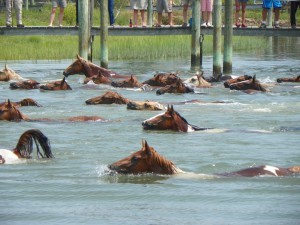 Chincoteague ponies