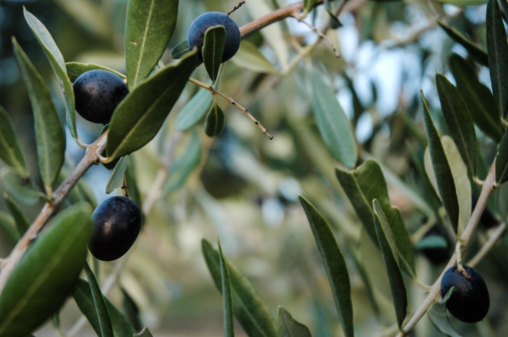Olive trees in Italy
