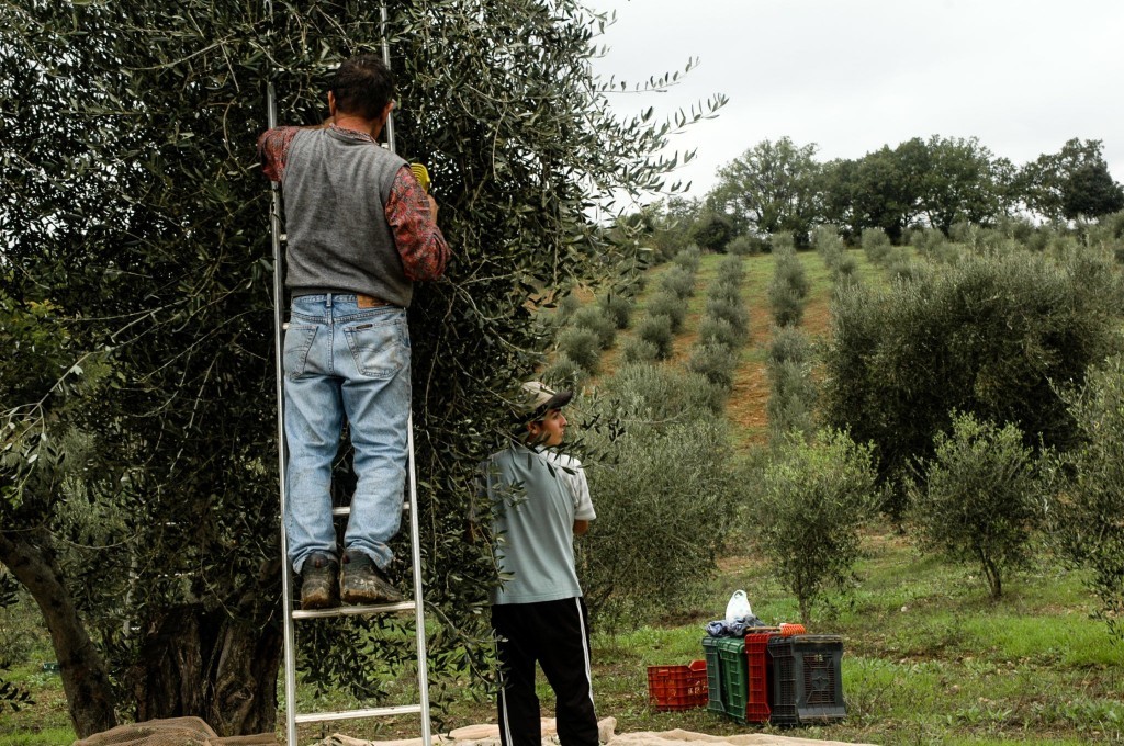 Harvesting olives in Italy