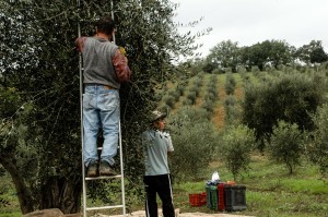 Harvesting olives in Italy