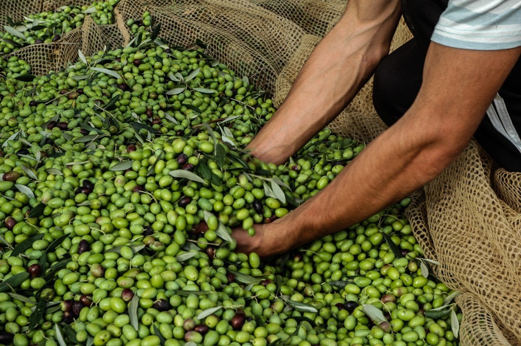 Freshly picked olive crop