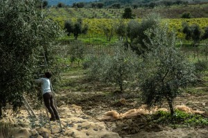 Harvesting olives in Italy