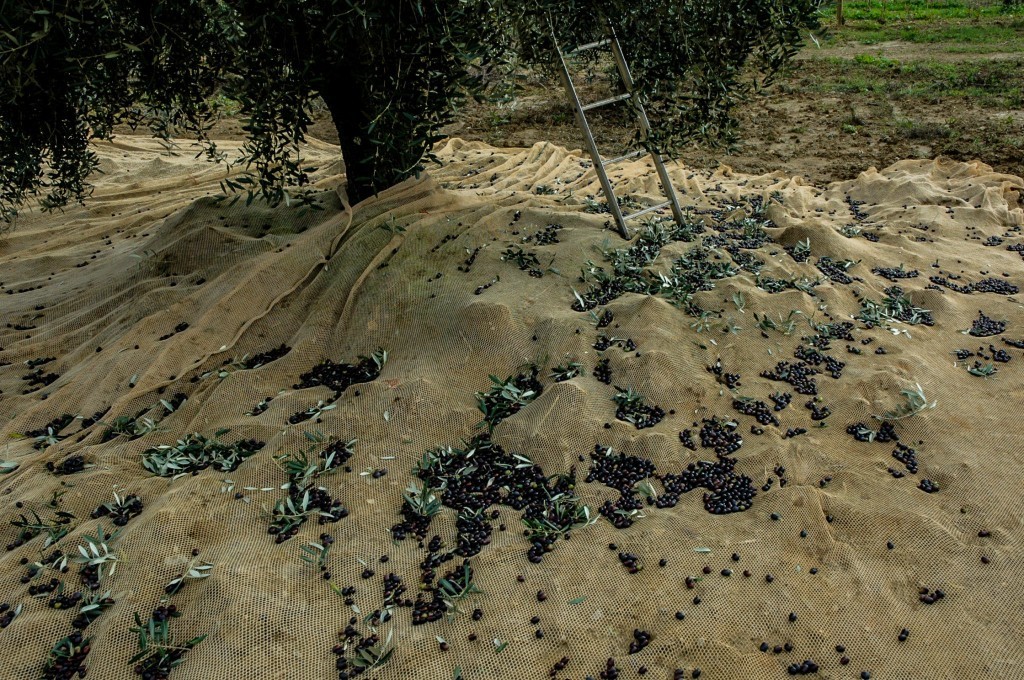Fallen olives