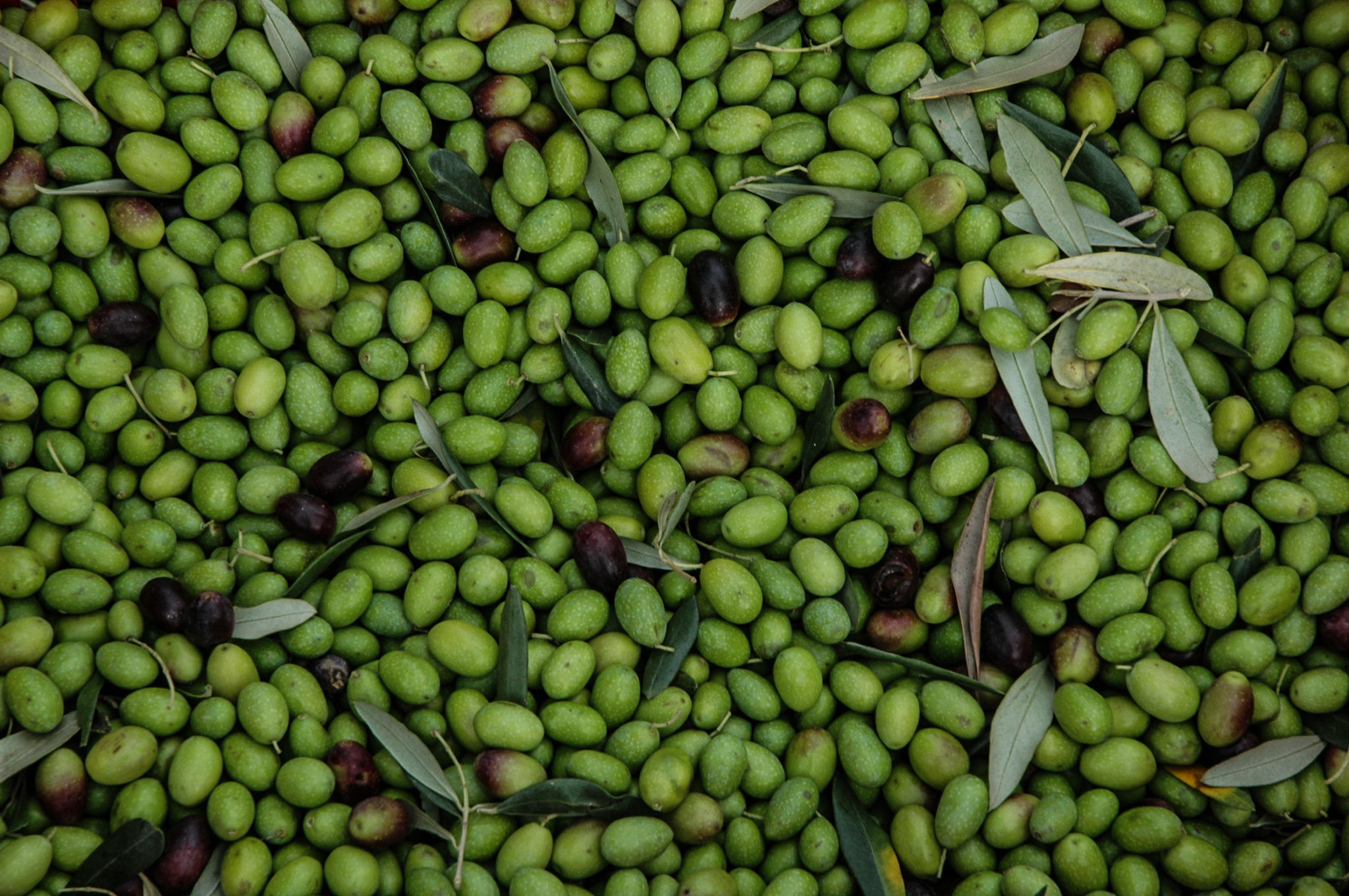 Freshly picked olives