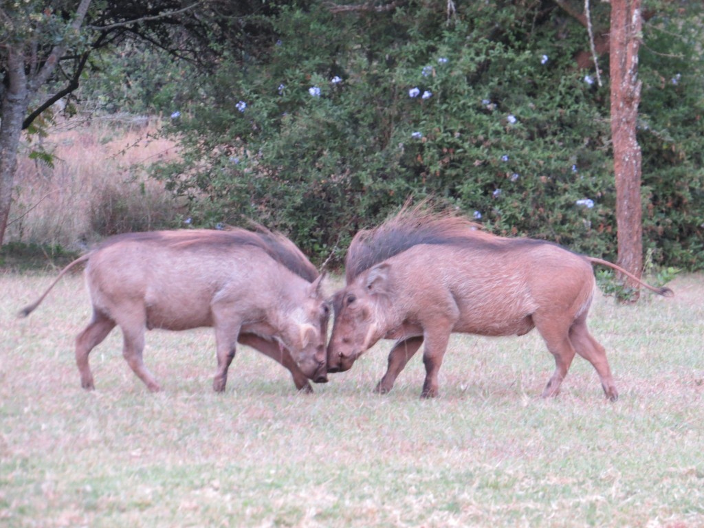 Warthog battle
