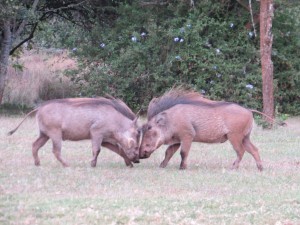 Warthog battle
