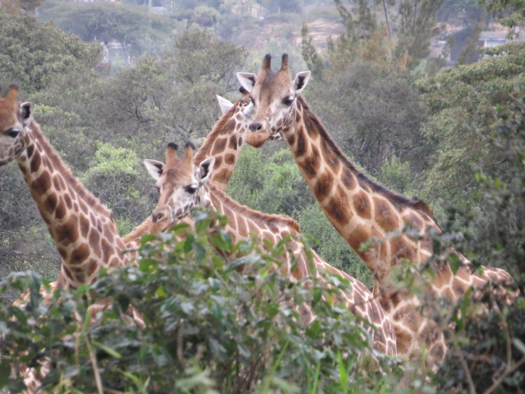 Giraffe