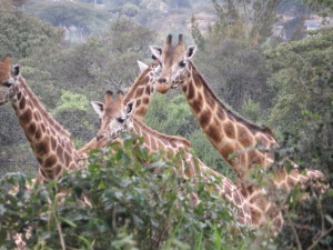 Giraffe