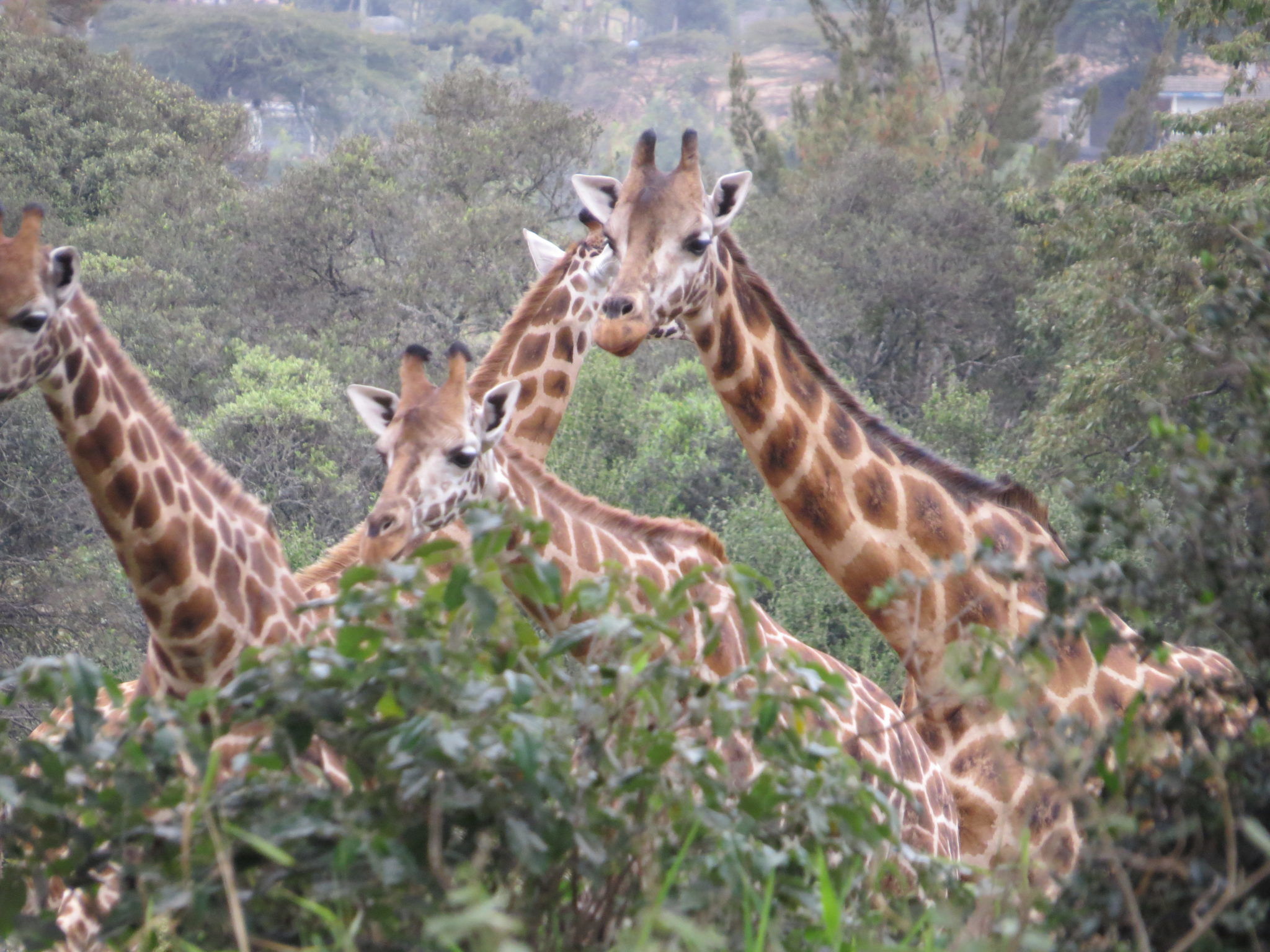 Giraffe