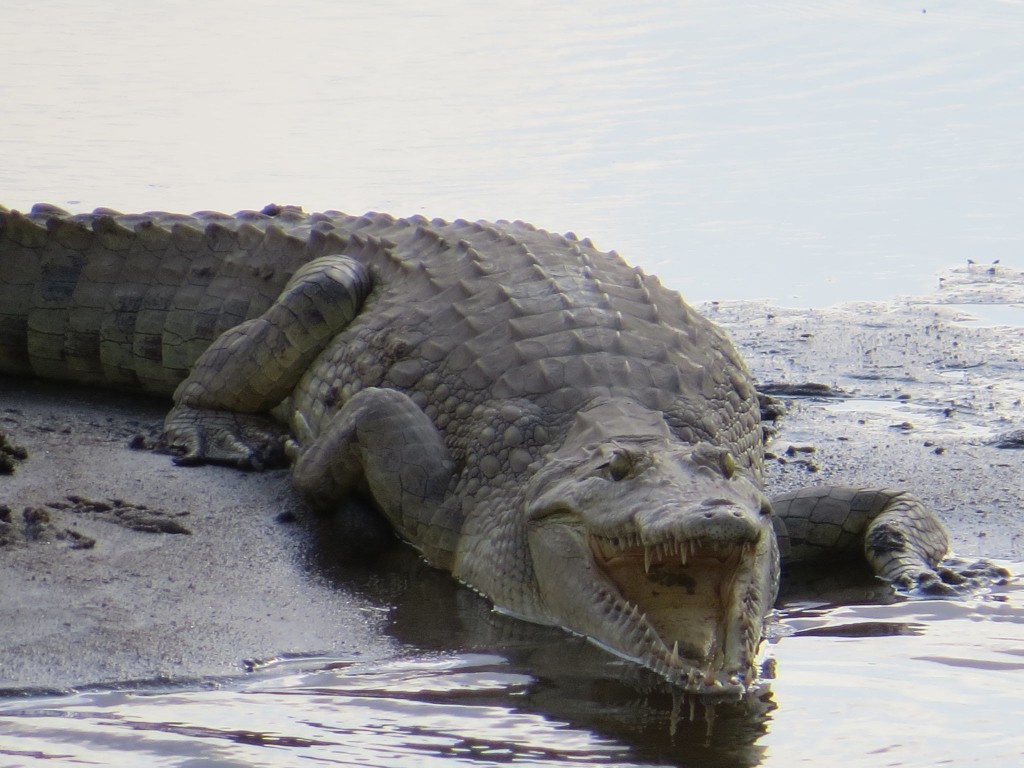 Aligator
