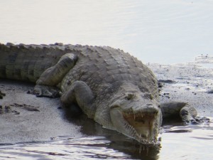 Aligator