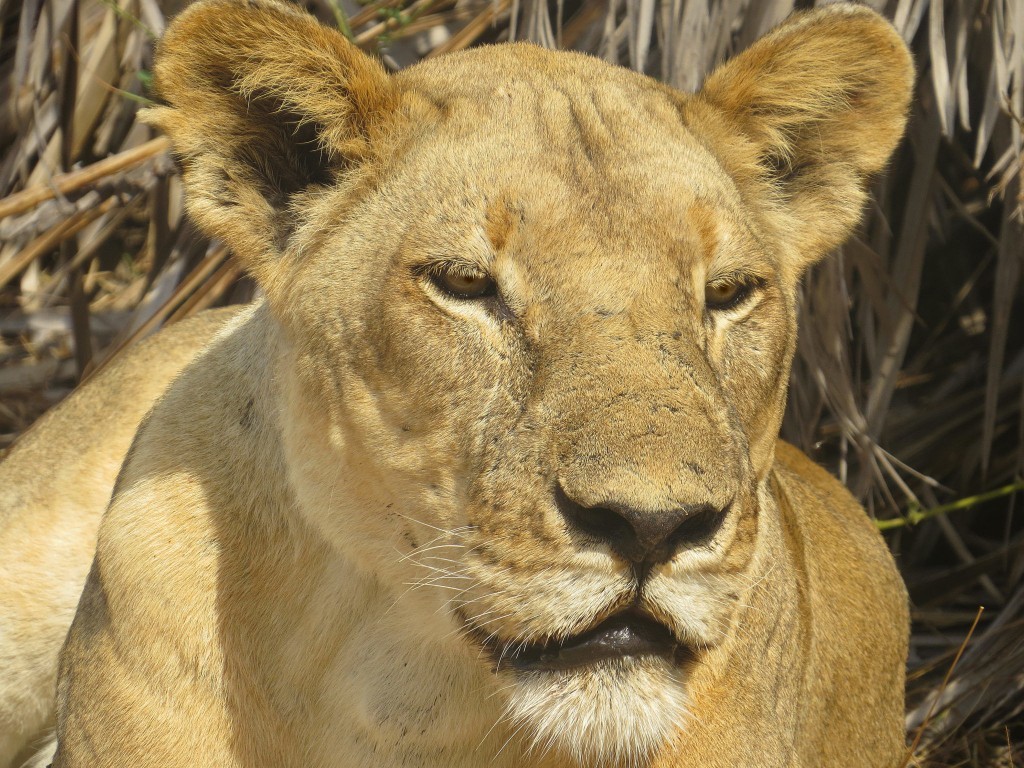 Lion