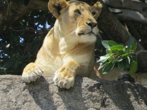 Lion