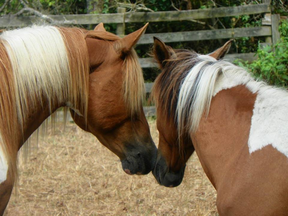 Chincoteague ponies