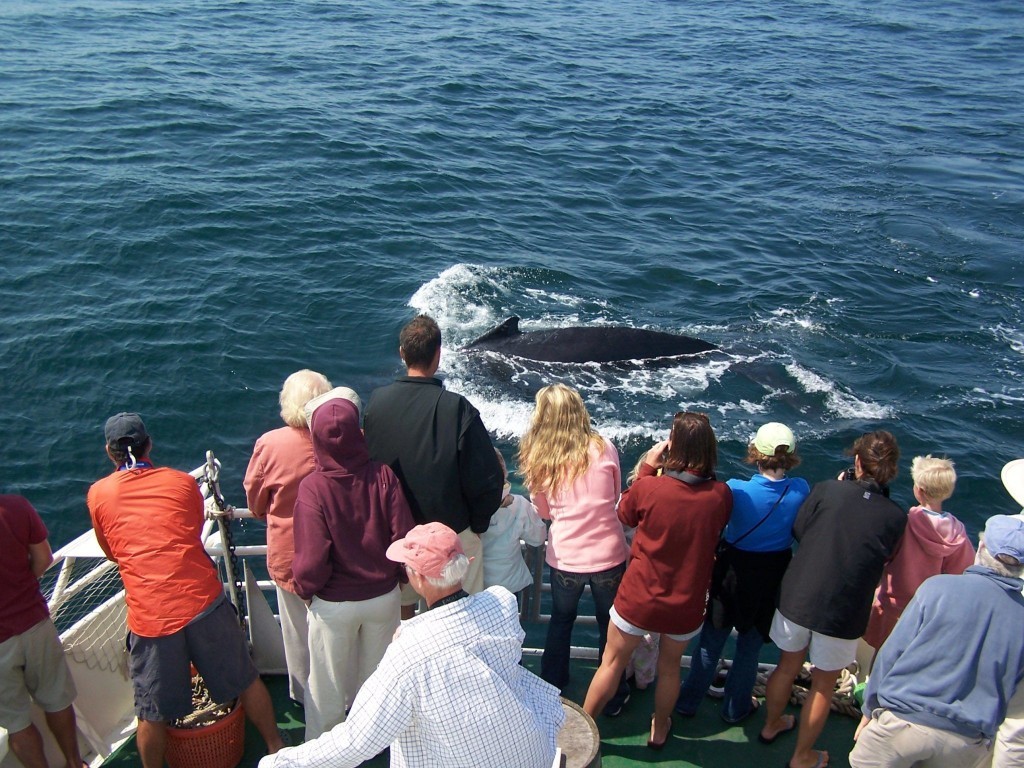 Whale watching