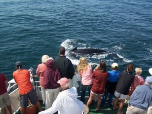 Whale watching