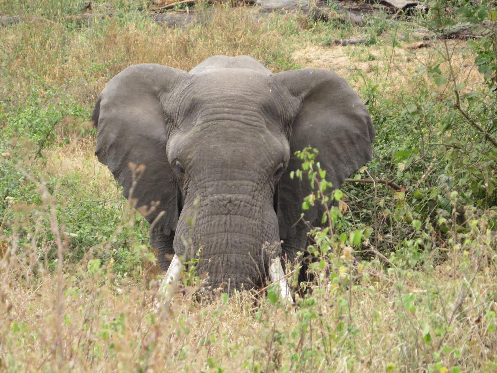 Africa