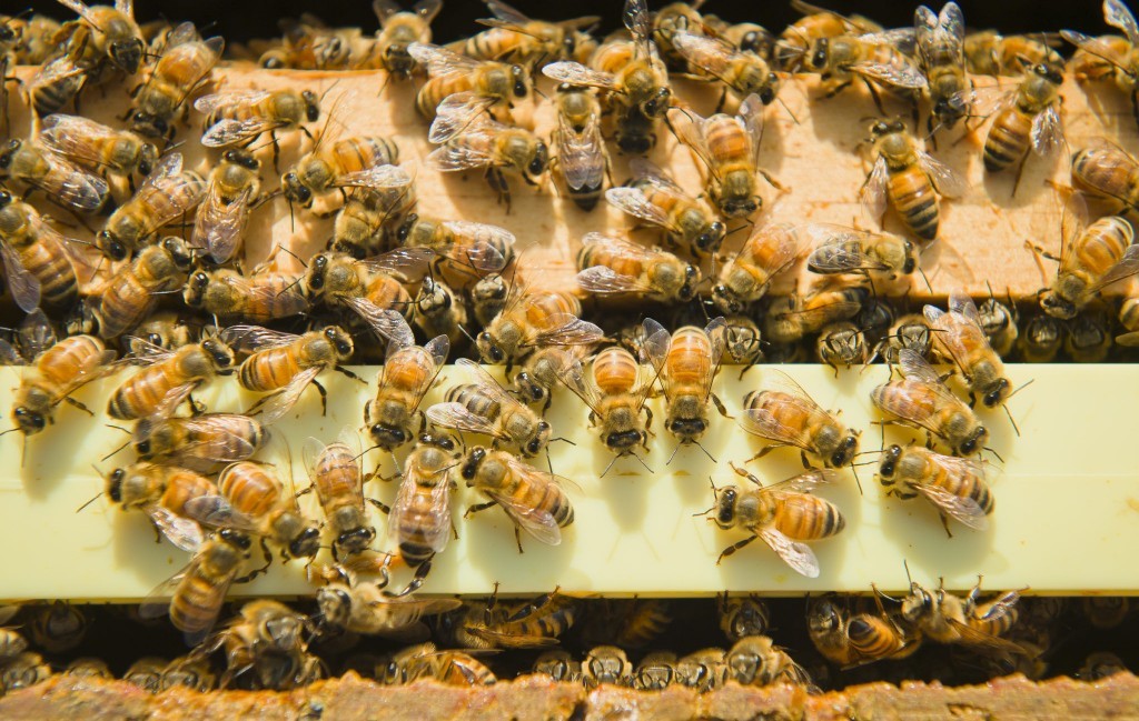 Beekeeping
