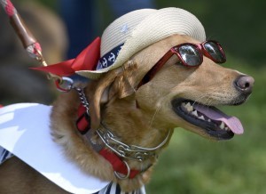 Dogfest 2017