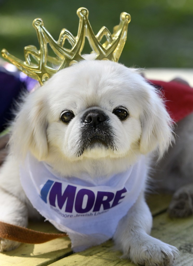 Dogfest 2017