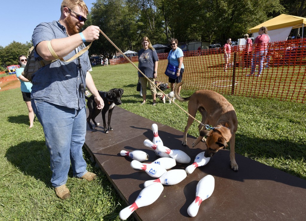 Dogfest 2017