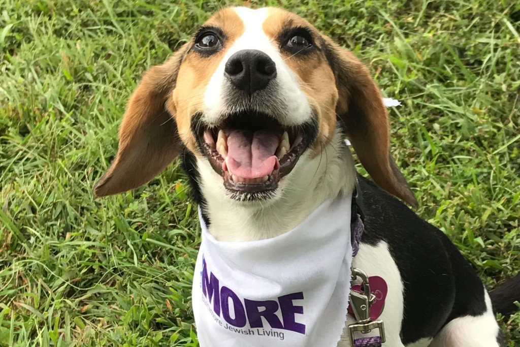 Dogfest 2017