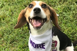 Dogfest 2017