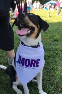 Dogfest 2017
