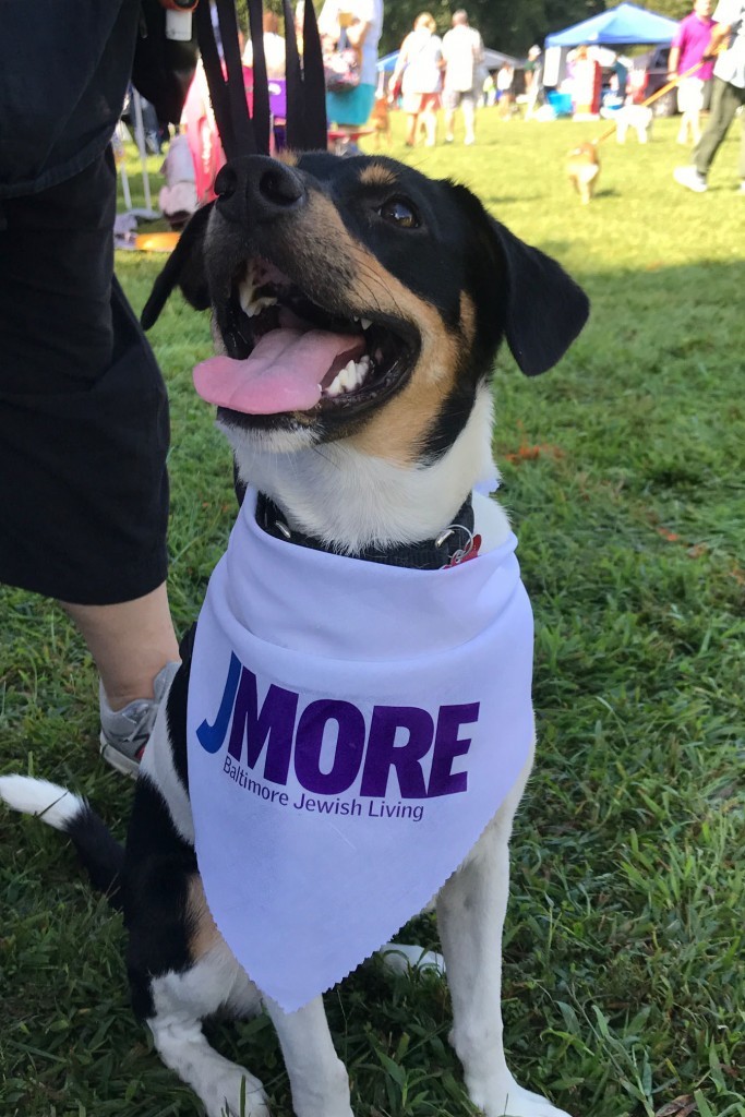 Dogfest 2017