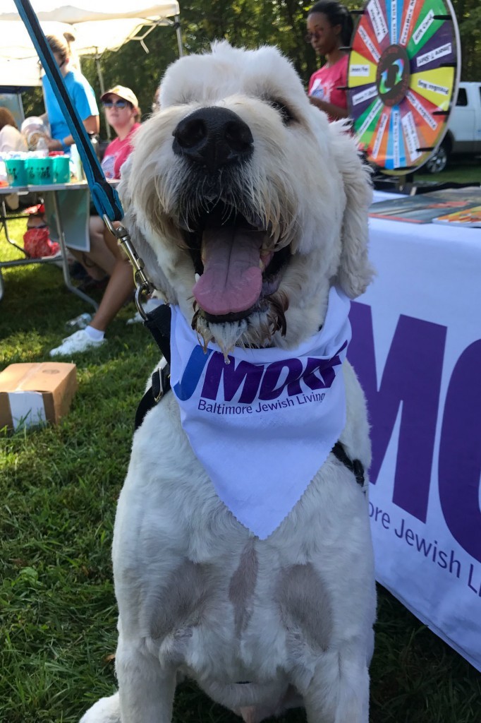 Dogfest 2017