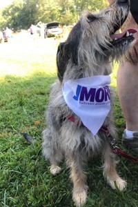 Dogfest 2017