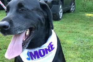 Dogfest 2017