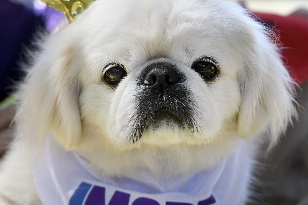 Dogfest 2017