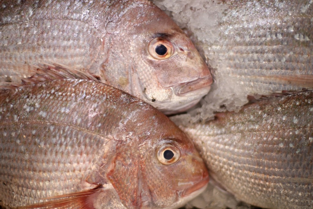 Snapper