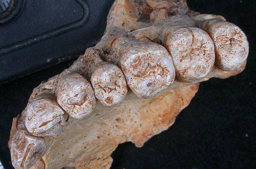 Jawbone
