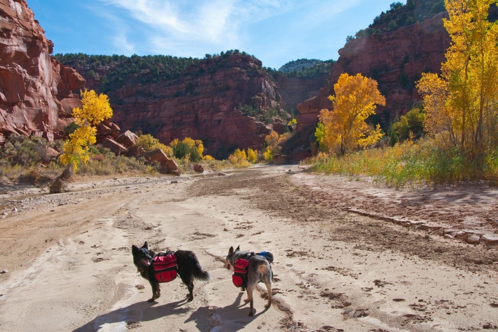Dogs on a hike