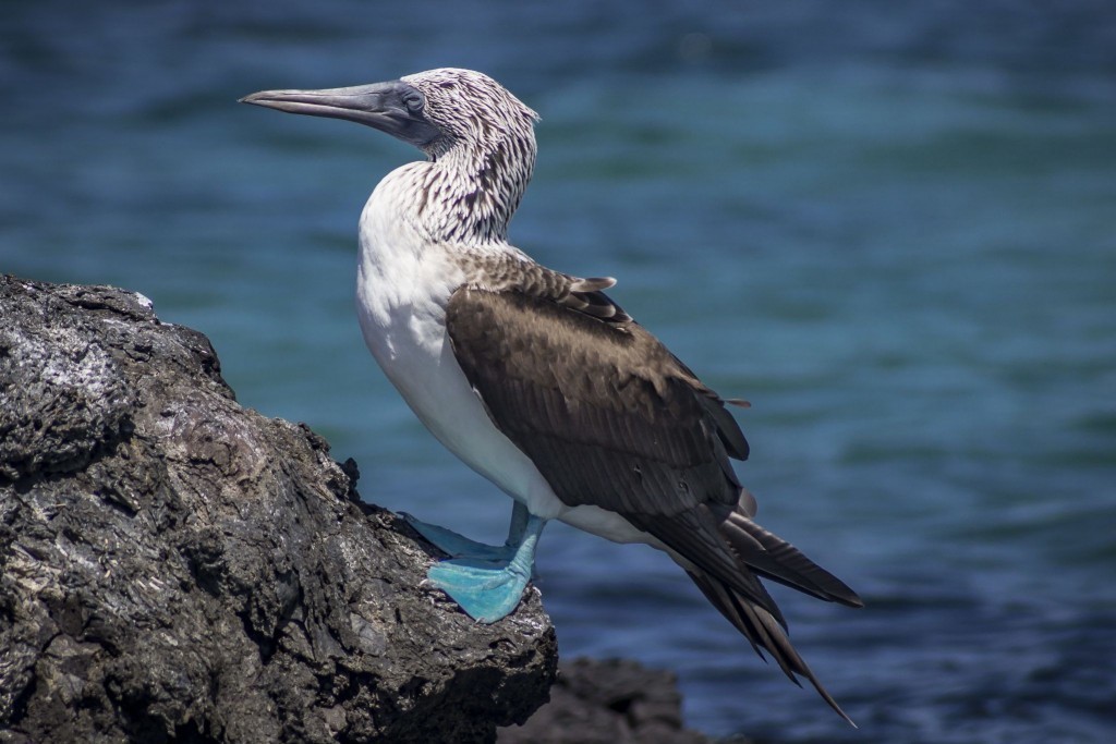 Galapagos Blue-Footed Booby
