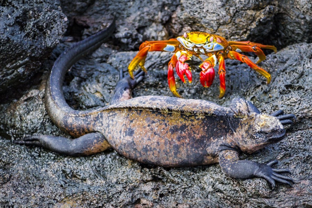 Galapagos Crab and Iguana