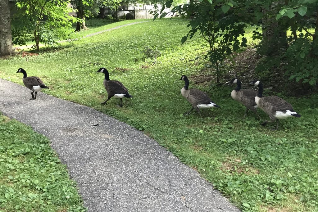 Geese