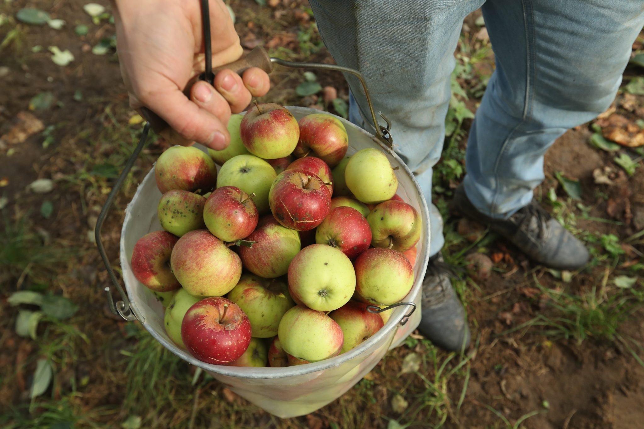 Apples