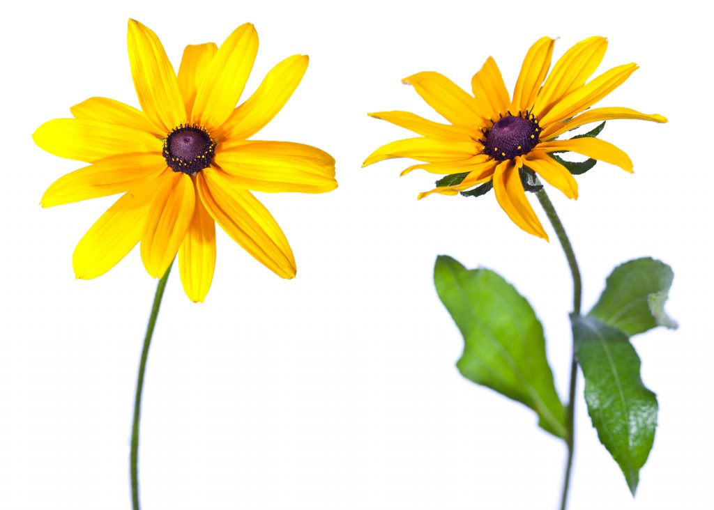Black Eyed Susan