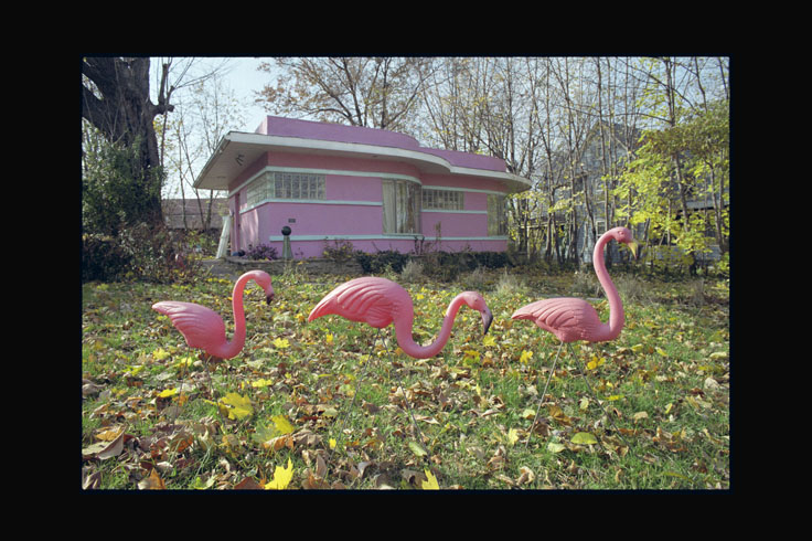 'Pink Flamingos'