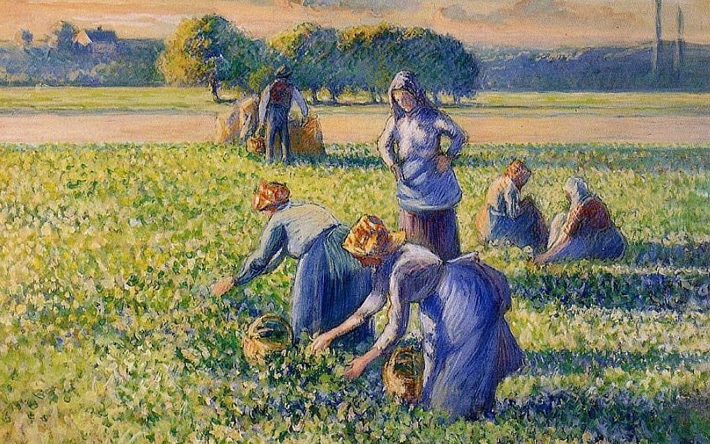 “Picking Peas” by Camille Pissarro