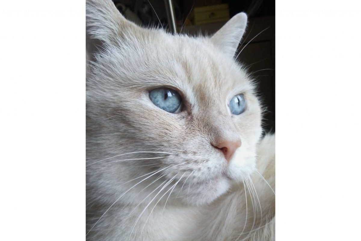 Baby the Cat