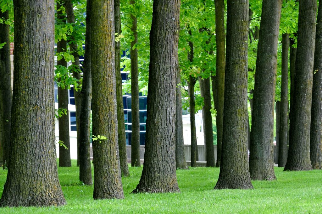 Trees