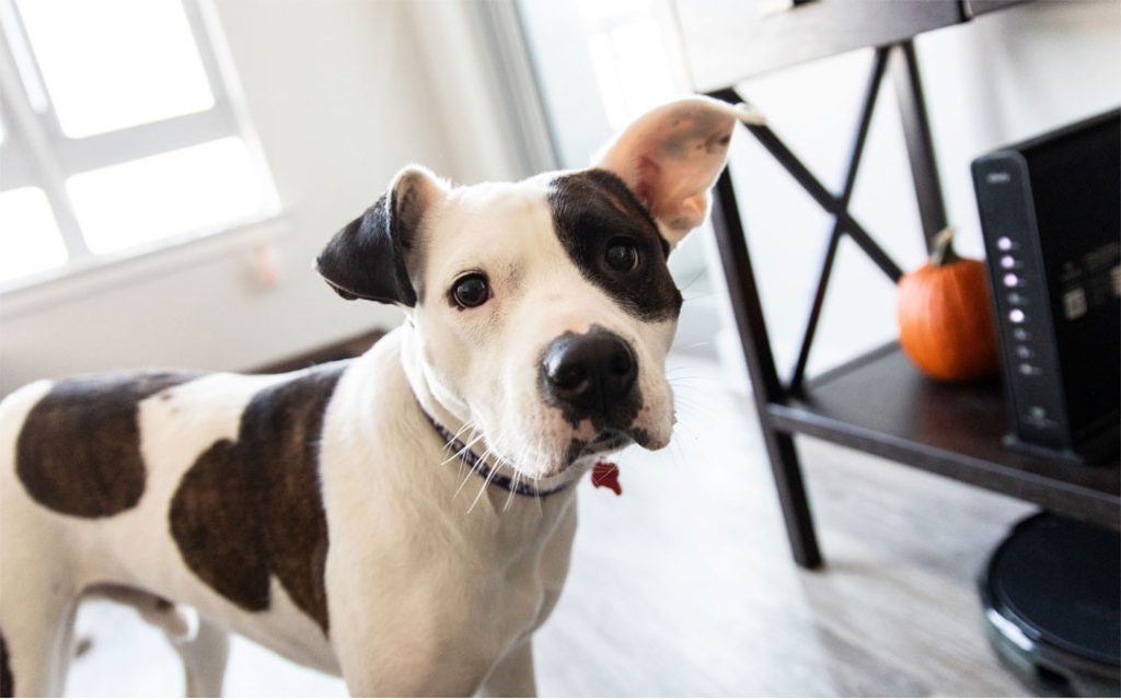 Ziggy the Dog
