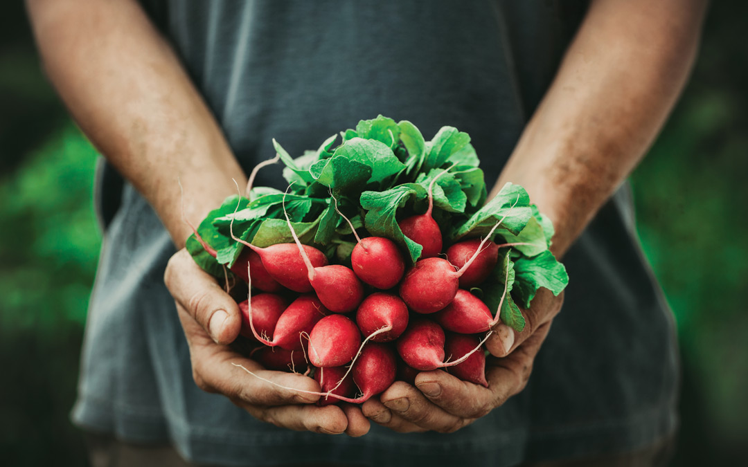 gardening, radishes