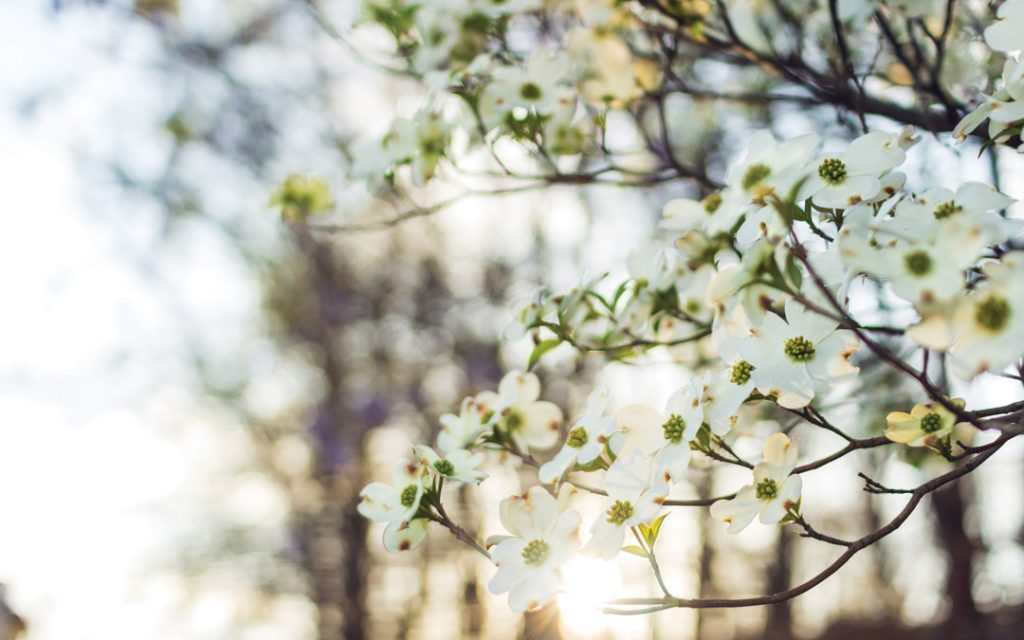 native ornamental trees