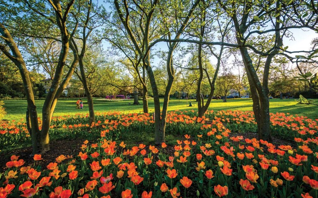 tulips